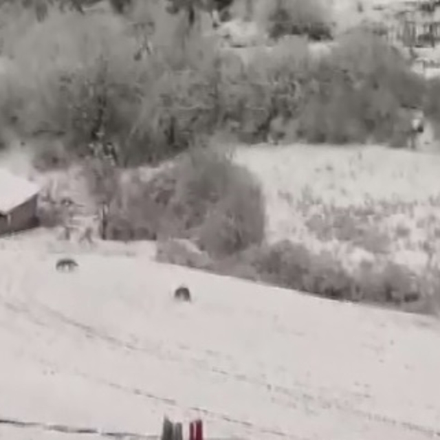 Kastamonu'da aç kalan kurtlar köye indi; o anlar kamerada