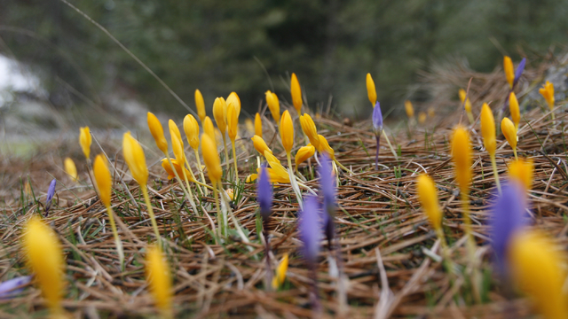 Ankara'da kardelenler çiçek açtı