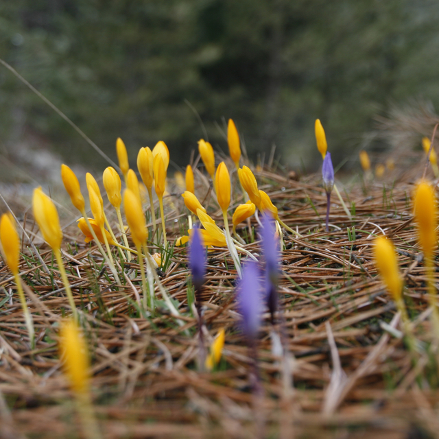 Ankara'da kardelenler çiçek açtı