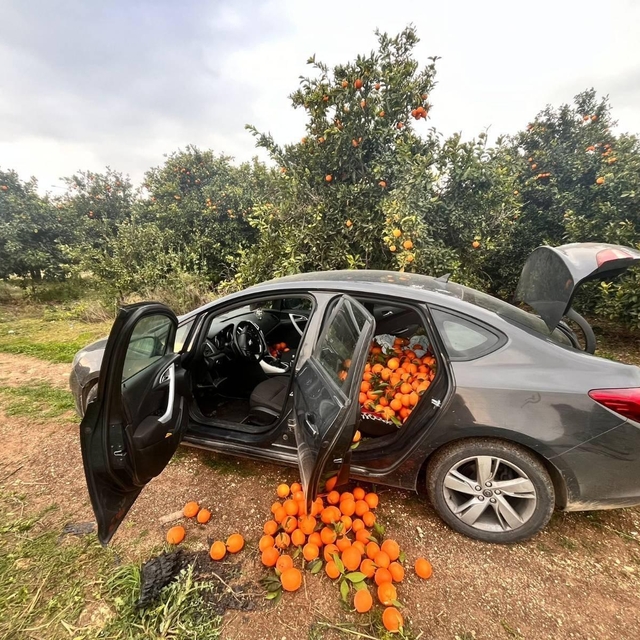 Mersin'de bahçeden portakal çalan zanlı tutuklandı