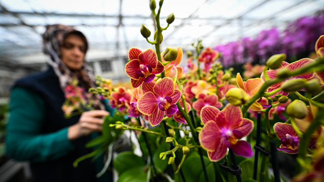 Çukurova'da çiçekler Sevgililer Günü'ne hazır