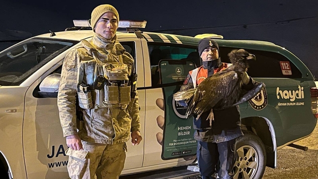 Erzurum'da jandarmanın bitkin bulduğu akbaba bakımının ardından doğaya salındı