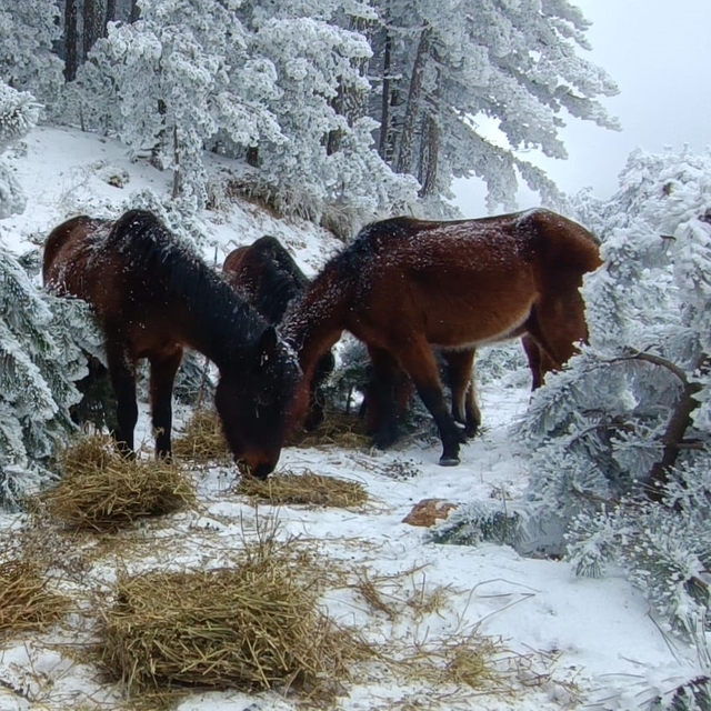 Spil Dağı'nda yaban hayvanları için doğaya yem bırakıldı