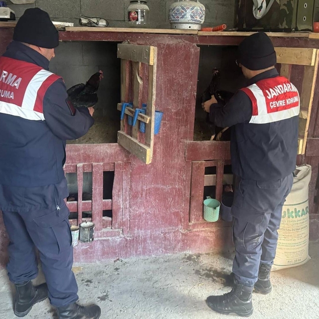 Dövüştürülen horozları jandarma kurtardı