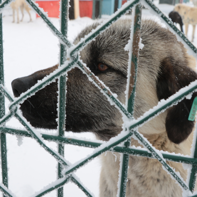 Yozgat'ta "Evcil Köy Projesi", 500 sahipsiz hayvana ev sahipliği yapacak