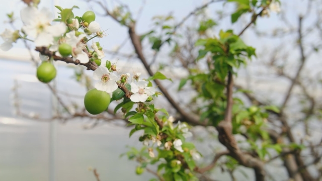 Mersin'de serada yetiştirilen eriklerin hasadına başlandı