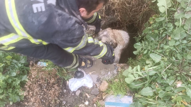 Hatay'da kuyuya düşen köpek yavrusu itfaiye ekibince kurtarıldı