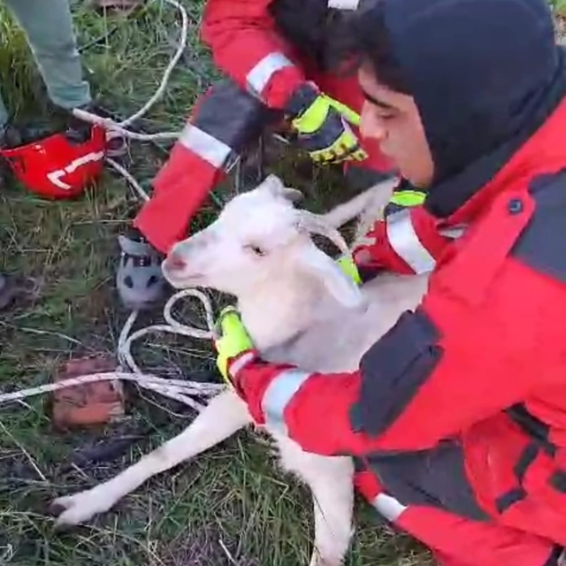 Muğla'da kuyuya düşen keçiyi itfaiye kurtardı