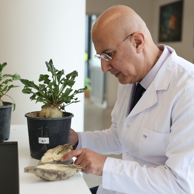 Pancarda kök çürüklüğü hastalığının "bakterilerle tedavisi" çevreyi de koru...