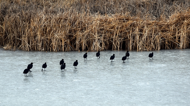 Van Gölü sahillerinde su kısmen dondu