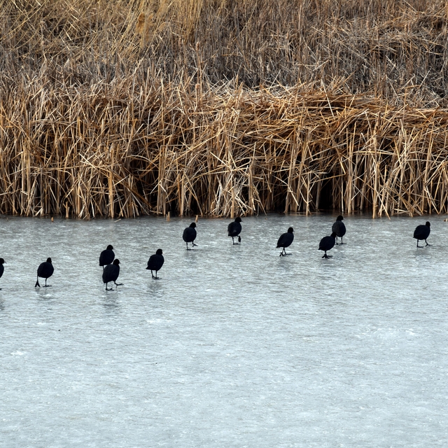 Van Gölü sahillerinde su kısmen dondu