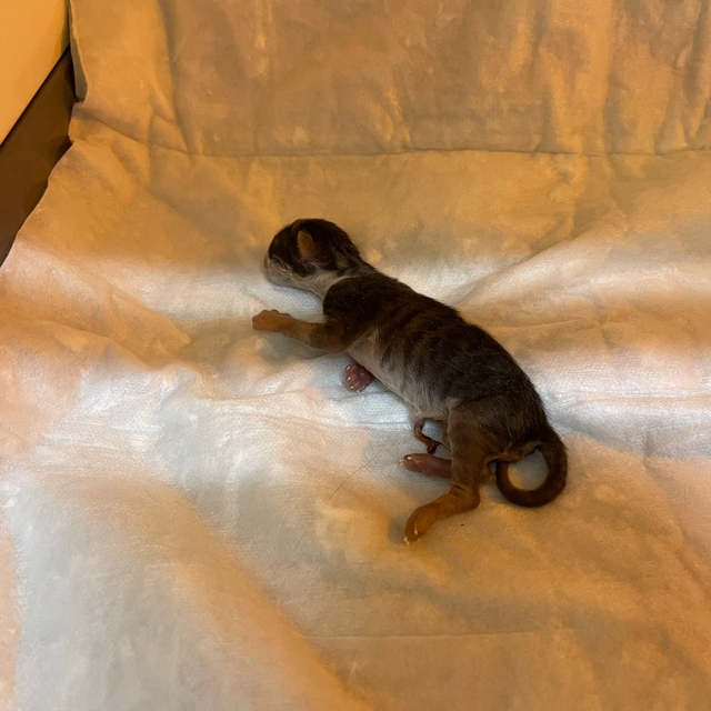 Sezaryenle doğan kedi, sütanne bulunmazsa ölecek