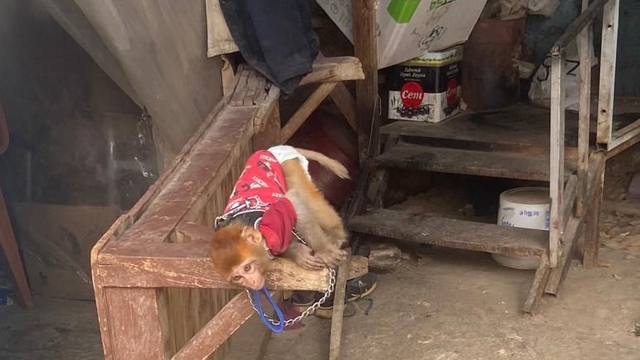 Mersin'de evde maymun ve 3 sincap bulundu