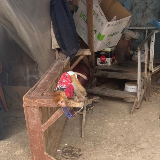 Mersin'de evde maymun ve 3 sincap bulundu