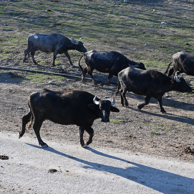 Osmaniye'de manda sütüne kooperatifle değer katan kadınlar mandıra kurmayı...