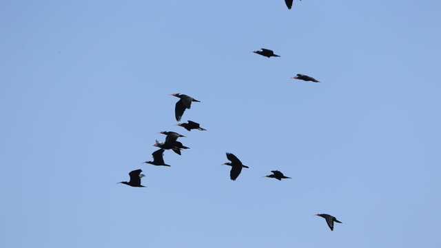 Şanlıurfa'da koruma altındaki kelaynaklar, üreme dönemi için doğaya bırakıldı