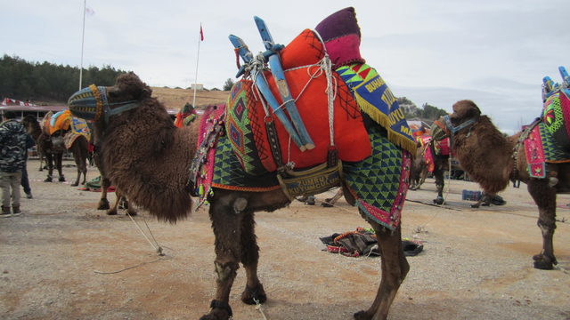Denizli'de Deve Güreşi Festivali düzenlendi