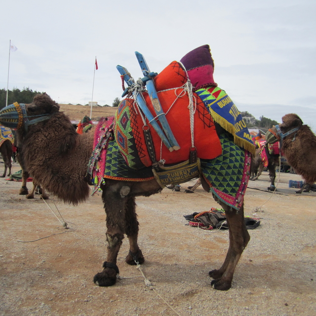 Denizli'de Deve Güreşi Festivali düzenlendi