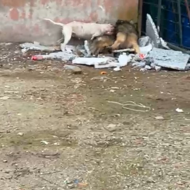 Sokağa atılan pitbull, mahallenin baktığı köpeğe saldırıp, yaraladı