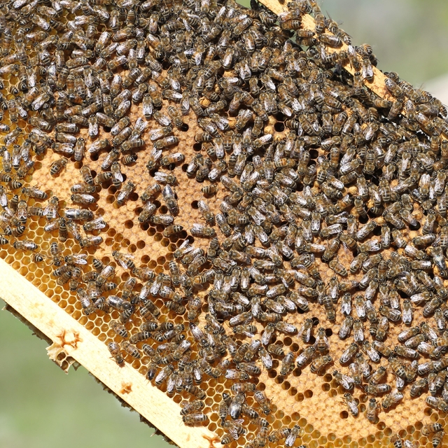 Siirt bal üretiminde ülkede ilk 5'e yükseldi
