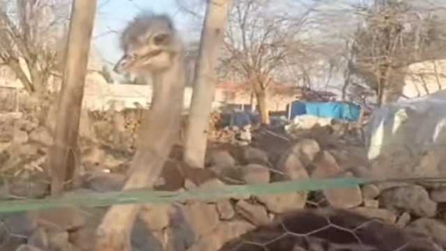 Diyarbakır'da bahçeden kaçan deve kuşu, 3 gün sonra bulundu