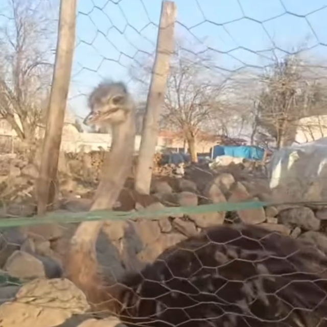 Diyarbakır'da bahçeden kaçan deve kuşu, 3 gün sonra bulundu