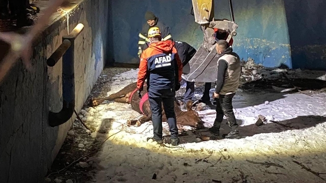 Sivas'ta boş havuza düşen inek kurtarıldı