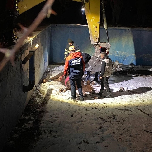 Sivas'ta boş havuza düşen inek kurtarıldı