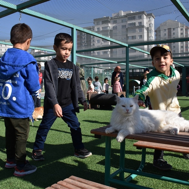 Kayseri'deki Küçük Dostlar Kedi Kasabası 9 yılda yaklaşık 42 bin kişiyi ağı...