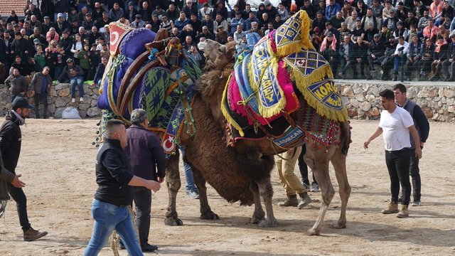 Balıkesir'de "Geleneksel Seyit Onbaşı Deve Güreşleri" yapıldı
