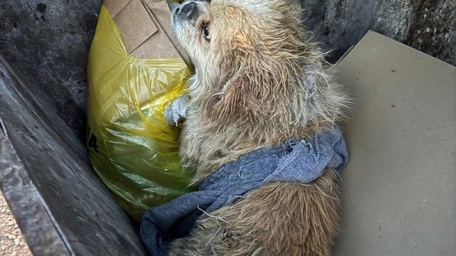 Ayaklarını bağladığı köpeği çöp konteynerine attı; o anlar kamerada