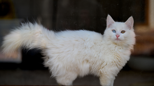 Ankara kedisinin geleceği güvence altında
