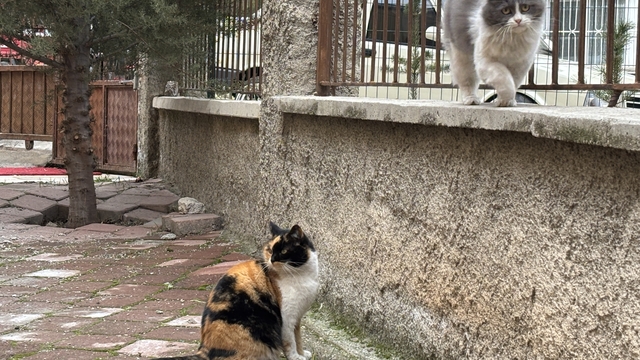 Çankırı'da bir apartmanın bahçesi sahipsiz kedilerin yuvası oldu
