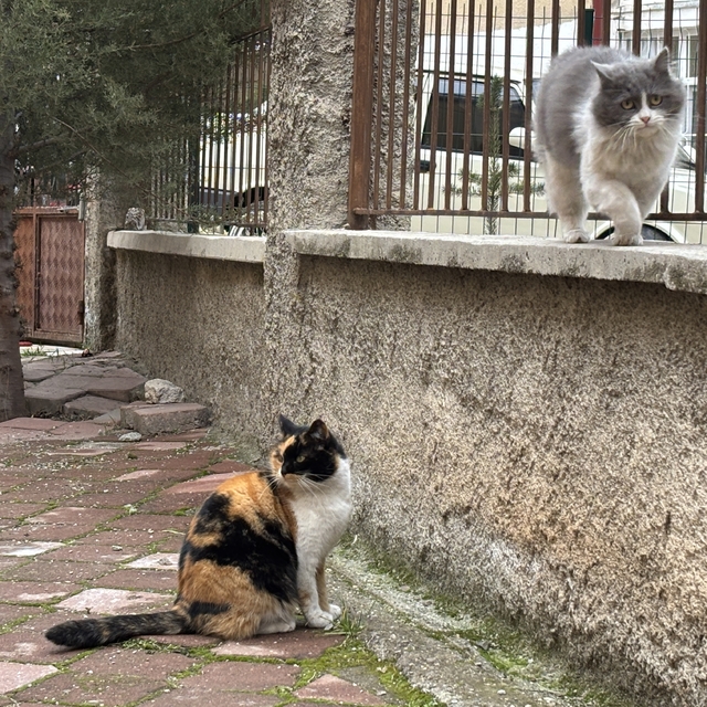 Çankırı'da bir apartmanın bahçesi sahipsiz kedilerin yuvası oldu