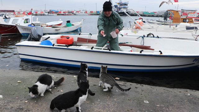 Teknesiyle tuttuğu balıklarla rıhtımdaki kedileri besliyor