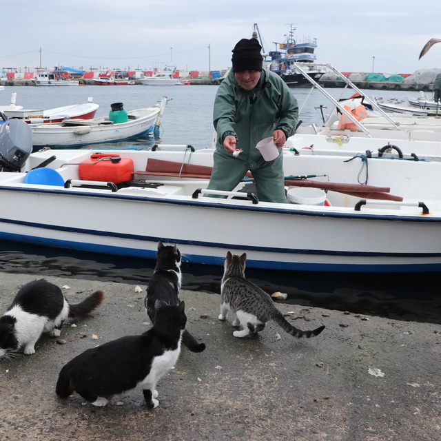 Teknesiyle tuttuğu balıklarla rıhtımdaki kedileri besliyor