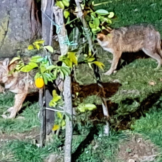 Her gün evinin önüne gelen çakalları besliyor