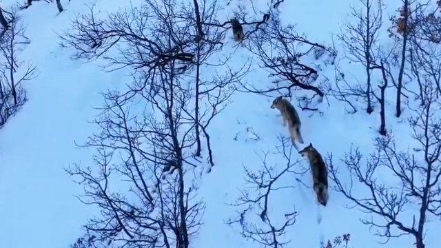 Karla kaplı milli parkta kurtlar dronla görüntülendi