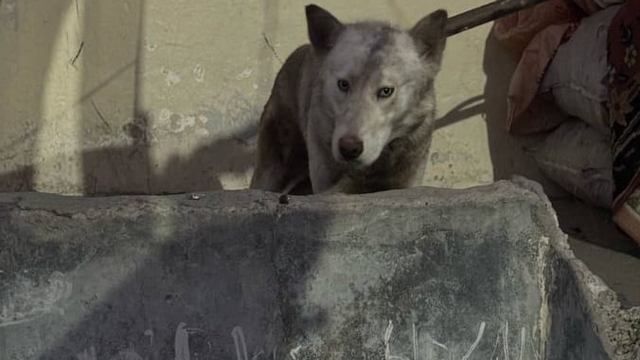 Batman'da kümeste yakalanan kurt, tedavisinin ardından doğaya bırakıldı