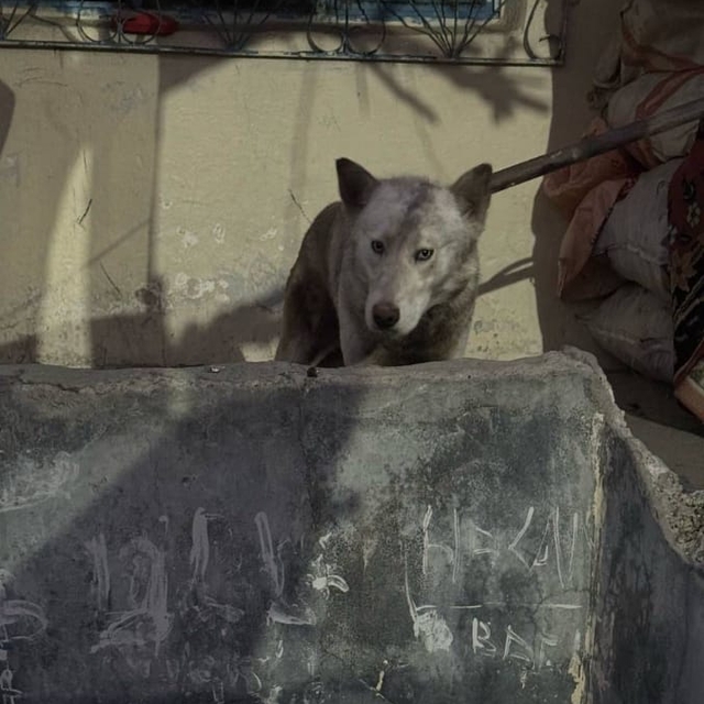 Batman'da kümeste yakalanan kurt, tedavisinin ardından doğaya bırakıldı