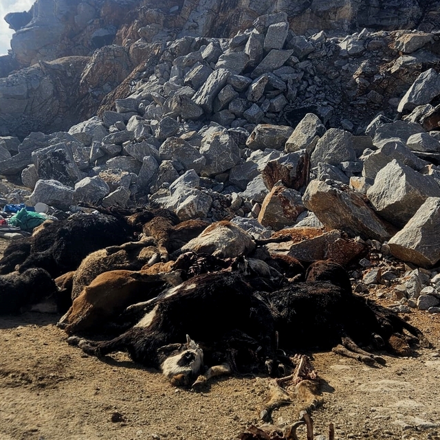 Kütahya'da telef olmuş 30 büyükbaş hayvan bulundu