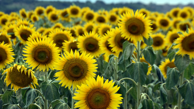 Edirneli üretici, mevsim değişikliği ile ayçiçeği ekimini öne çekti
