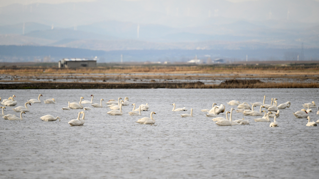 Gala Gölü Milli Parkı 250'ye yakın kuş türüne ev sahipliği yapıyor
