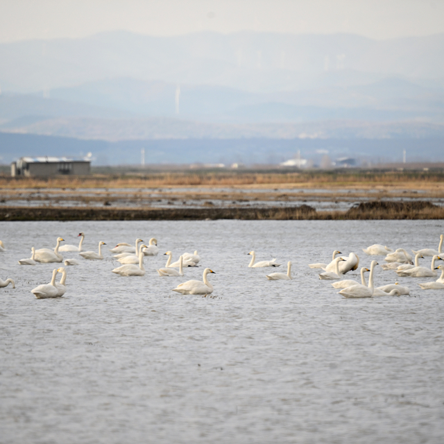 Gala Gölü Milli Parkı 250'ye yakın kuş türüne ev sahipliği yapıyor