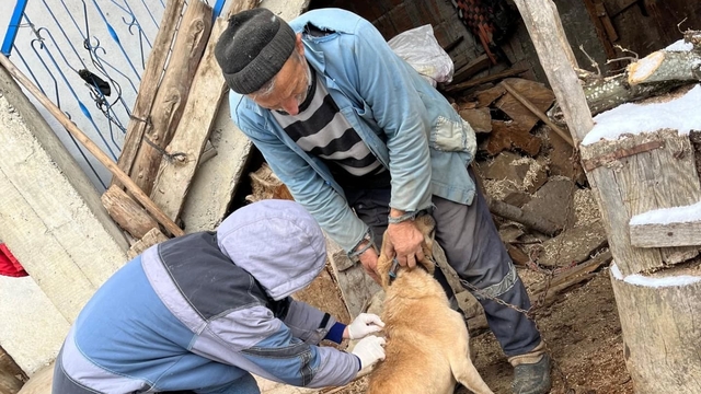 Yığılca'da sahipli hayvanları aşılama ve kimliklendirme çalışmaları sürüyor