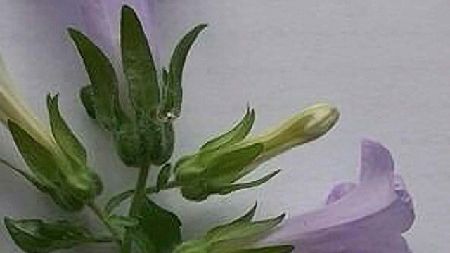 Aydın'da yeni bir bitki türü keşfedildi; 'Kuşadası Çanı' adı verildi