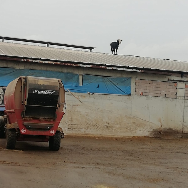 Çankırı'da aşıdan kaçan dana mandıranın çatısına çıktı