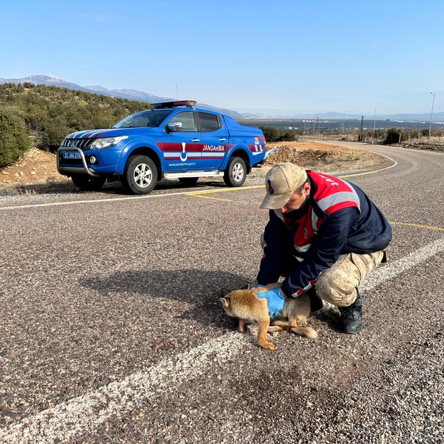 Gaziantep'te yaralı tilkinin yardımına jandarma koştu