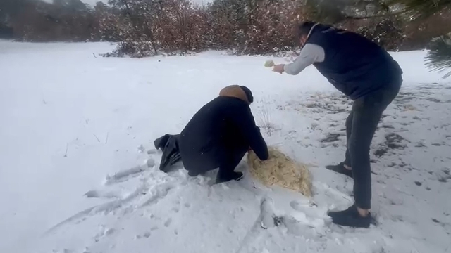 Hamamözü'nde yaban hayvanları için doğaya yem bırakıldı