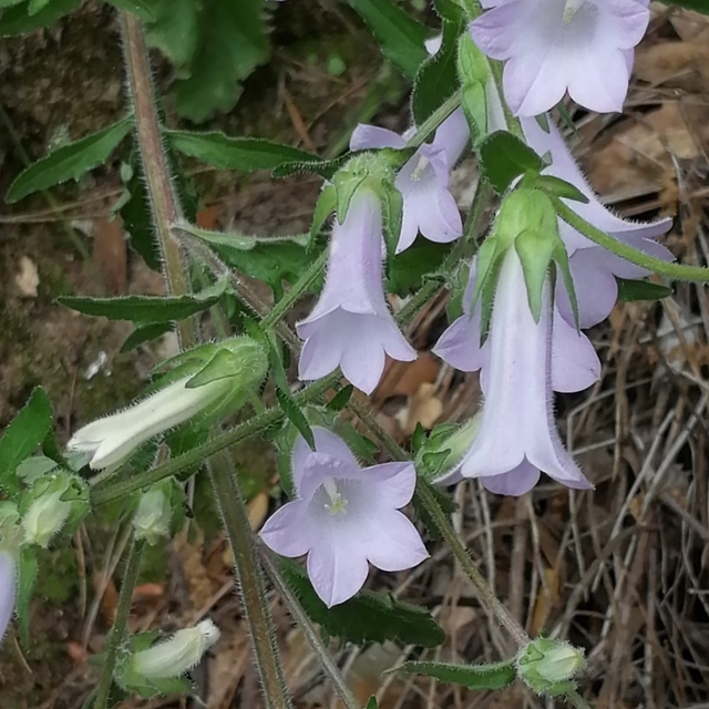 Aydın'da yeni bir bitki türü keşfedildi